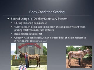 Body Condition Scoring
 Scored using 1-5 (Donkey Sanctuary System)
 1 being thin and 5 being obese
 “Easy keepers” being able to maintain or even put on weight when
grazing relatively moderate pastures
 Regional deposition of fat
 Obesity, has been linked with an increased risk of insulin resistance
in horses and ponies (Frank, 2007)
 