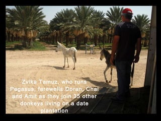 Zvika Tamuz, who runs Pegasus, farewells Doran, Chai and Amit as they join 35 other donkeys living on a date plantation 