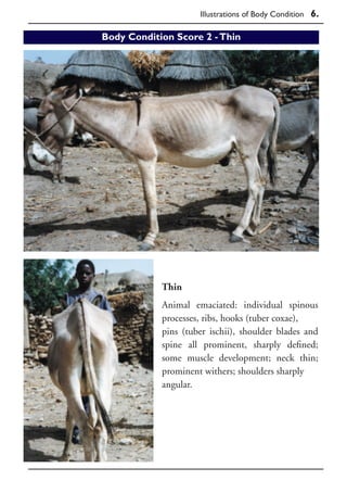 A Guide to Live Weight Estimation and Body Condition Scoring of Donkeys ...