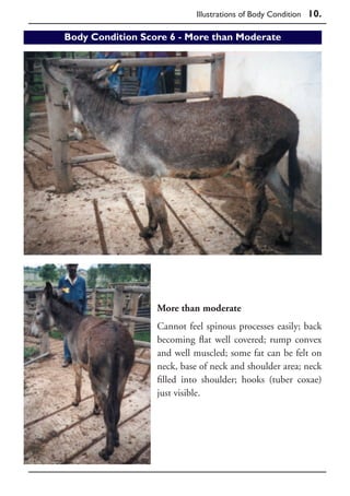 Illustrations of Body Condition 10.

Body Condition Score 6 - More than Moderate




                  More than moderate
                  Cannot feel spinous processes easily; back
                  becoming flat well covered; rump convex
                  and well muscled; some fat can be felt on
                  neck, base of neck and shoulder area; neck
                  filled into shoulder; hooks (tuber coxae)
                  just visible.
 