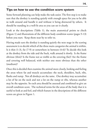 14.

Tips on how to use the condition score system
Some forward planning can help make the task easier. The first step is to make
sure that the donkey is standing quietly with enough space for you to be able
to walk around and handle it and without it being distracted by others. It
should be standing in a well-lit area so you can see it clearly.
Look at the descriptions (Table 1), the main anatomical points to check
(Figure 1) and illustrations of the different body condition scores (pages 5-13)
before you start. Keep them near by to refer to.
Having made sure the donkey is standing quietly the next stage in the scoring
assessment is to decide which of the three main categories the animal is within.
Is it thin (1-3), fat (7-9) or somewhere in between (4-6)? To decide this look
at the donkey from the side and the back, walk around it slowly. Is the frame
obvious (thin)? Is the frame not as visible as the covering (fat)? Are the frame
and covering well balanced, with neither one more obvious than the other
(medium)?
Once this is decided then examine the animal more closely, looking and feeling
the areas where fat and muscle accumulate: the neck, shoulders, back, ribs,
flanks and rump. Not all donkeys are the same. One donkey may accumulate
a lot of fat on the neck and not a lot on the rump or ribs, whereas another
may be the opposite. So each area should be assessed and combined to give an
overall condition score. The technical terms for the areas of the body that it is
useful to look at and feel, and which feature in the descriptions of the different
scores are given in Figure 1.
 