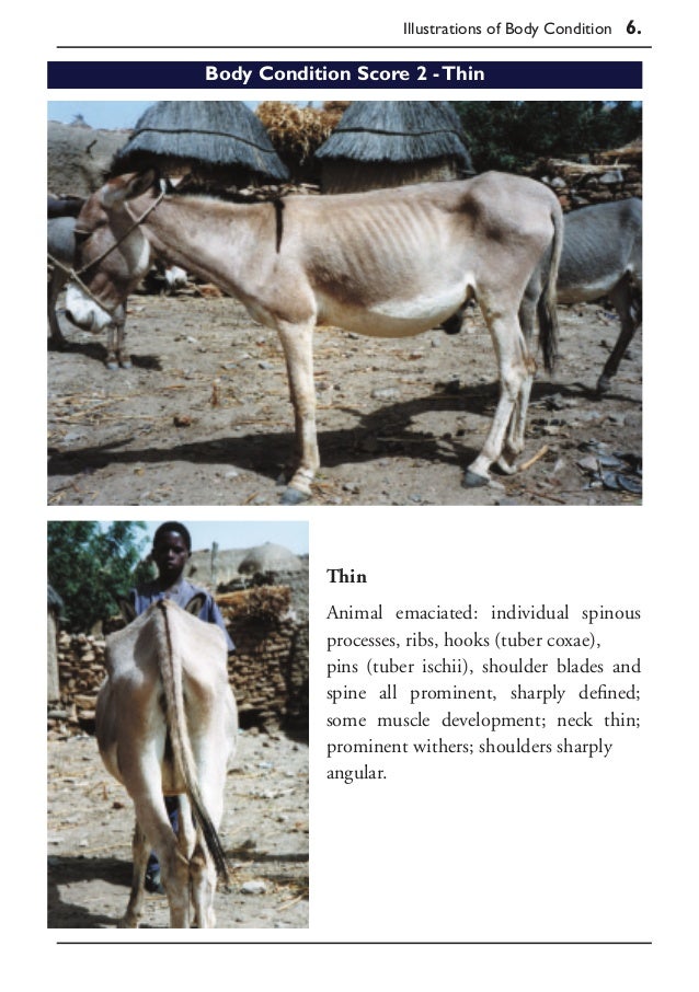 A Guide to Live Weight Estimation and Body Condition Scoring of Donke…