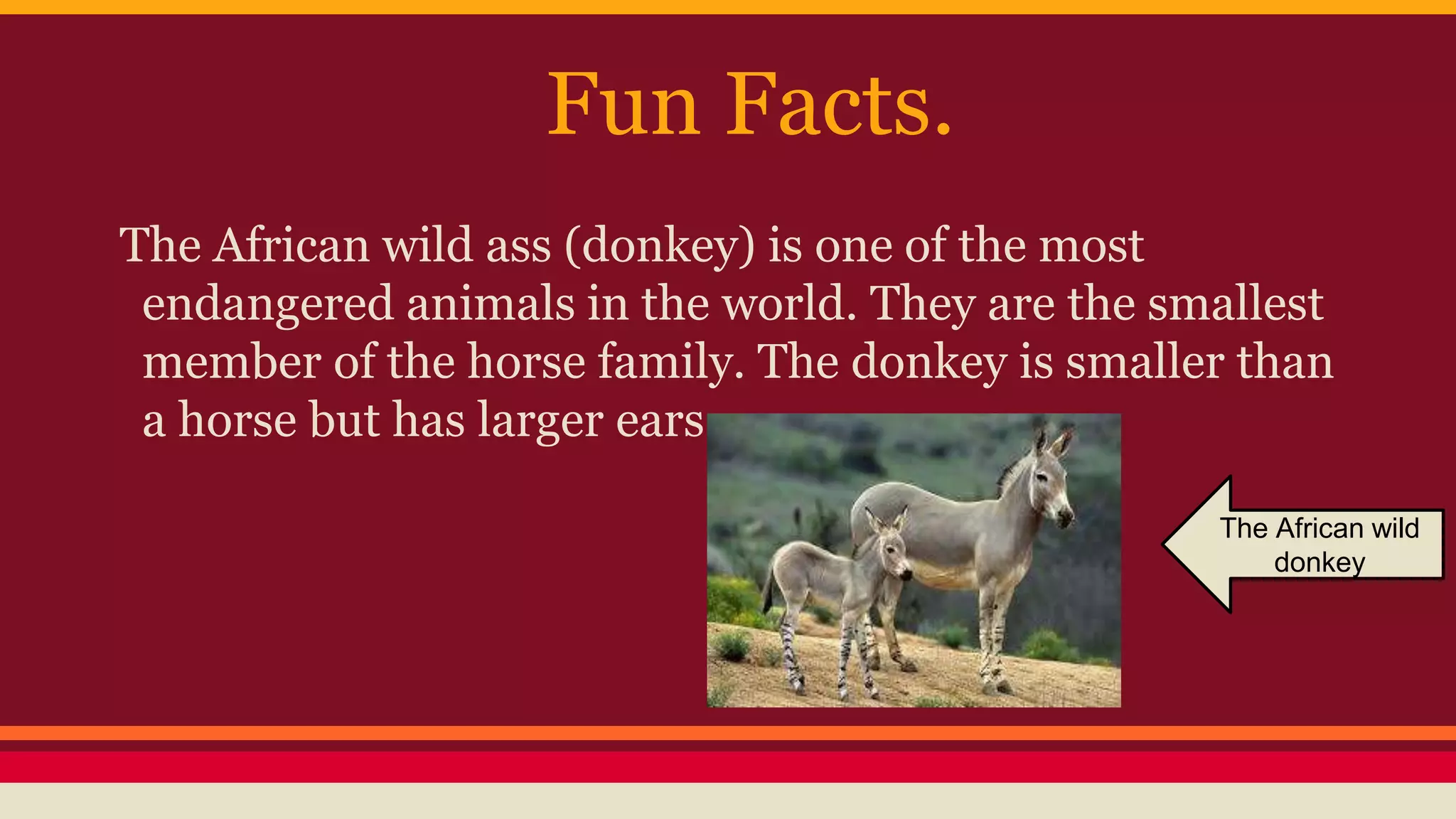Donkeys presentation me and amy -) (1) | PPTX