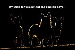 my wish for you is that the coming days . . .
 