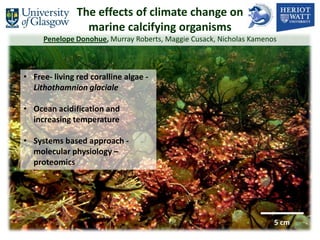 The effects of climate change on
                 marine calcifying organisms
     Penelope Donohue, Murray Roberts, Maggie Cusack, Nicholas Kamenos



• Free- living red coralline algae -
  Lithothamnion glaciale

• Ocean acidification and
  increasing temperature

• Systems based approach -
  molecular physiology –
  proteomics




                                                                     5 cm
 