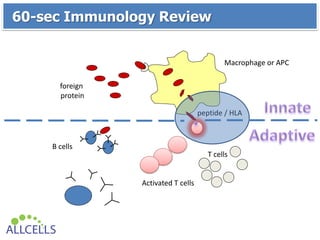Macrophage or APC
B cells
foreign
protein
peptide / HLA
T cells
Activated T cells
60-sec Immunology Review
 