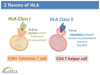 CD4 T helper cell
HLA Class IIHLA Class I
CD8+ Cytotoxic T cell
Cytosolic proteins
Proteosome
All nucleated cells
Extracellular pathogens
(except cross-presentation)
Lysosome
Only APCs
13-25 aa 9-22 aa
2 flavors of HLA
 