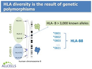 CLASSI
1
CLASSII
HLA diversity is the result of genetic
polymorphisms
HLA-B8
*0801
*0802
*0803
…..
*0821
HLA- B > 3,000 known alleles
 
