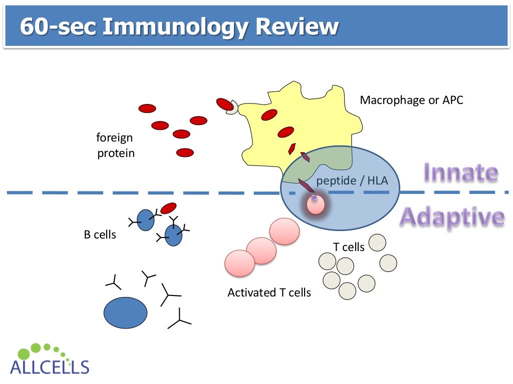 Donor HLA Typing 101