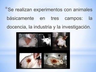 *Se realizan experimentos con animales
básicamente     en   tres   campos:     la
docencia, la industria y la investigación.
 