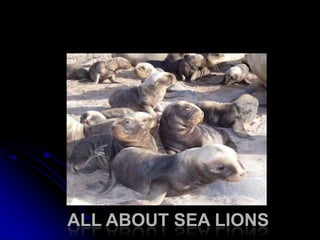 All about sea lions 