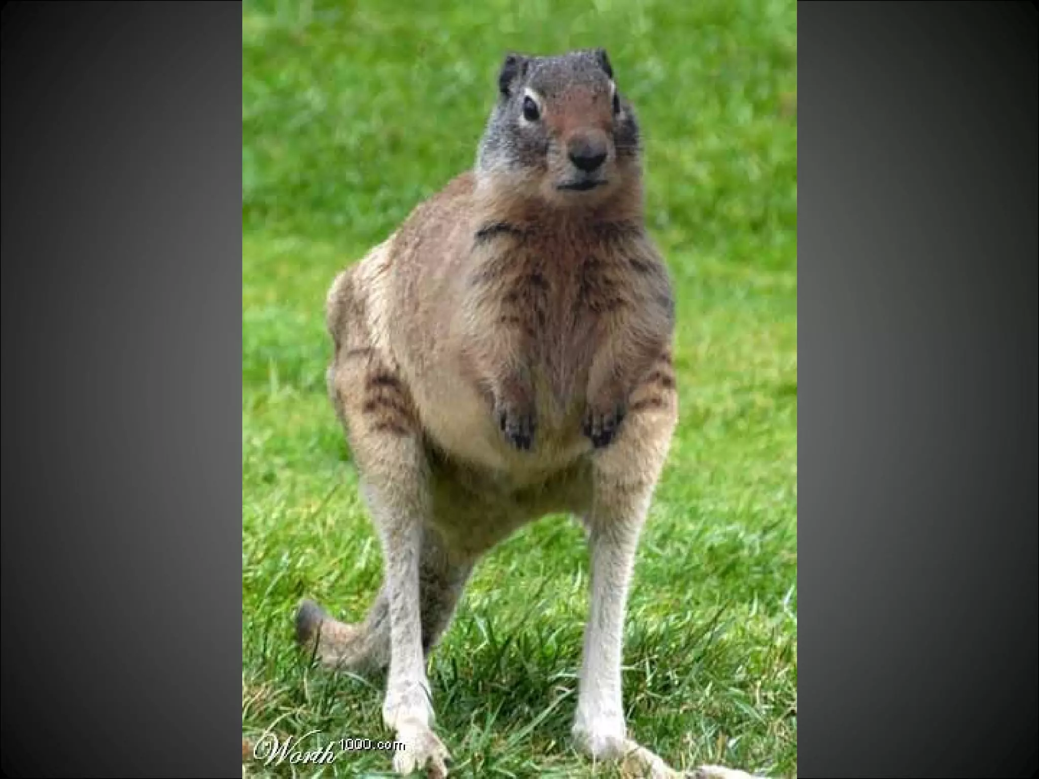 Don’t believe all you see 1 PPT