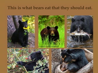 This is what bears eat that they should eat.
 