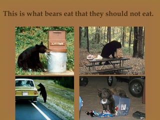 This is what bears eat that they should not eat.
 
