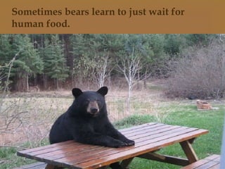 Sometimes bears learn to just wait for
human food.
 
