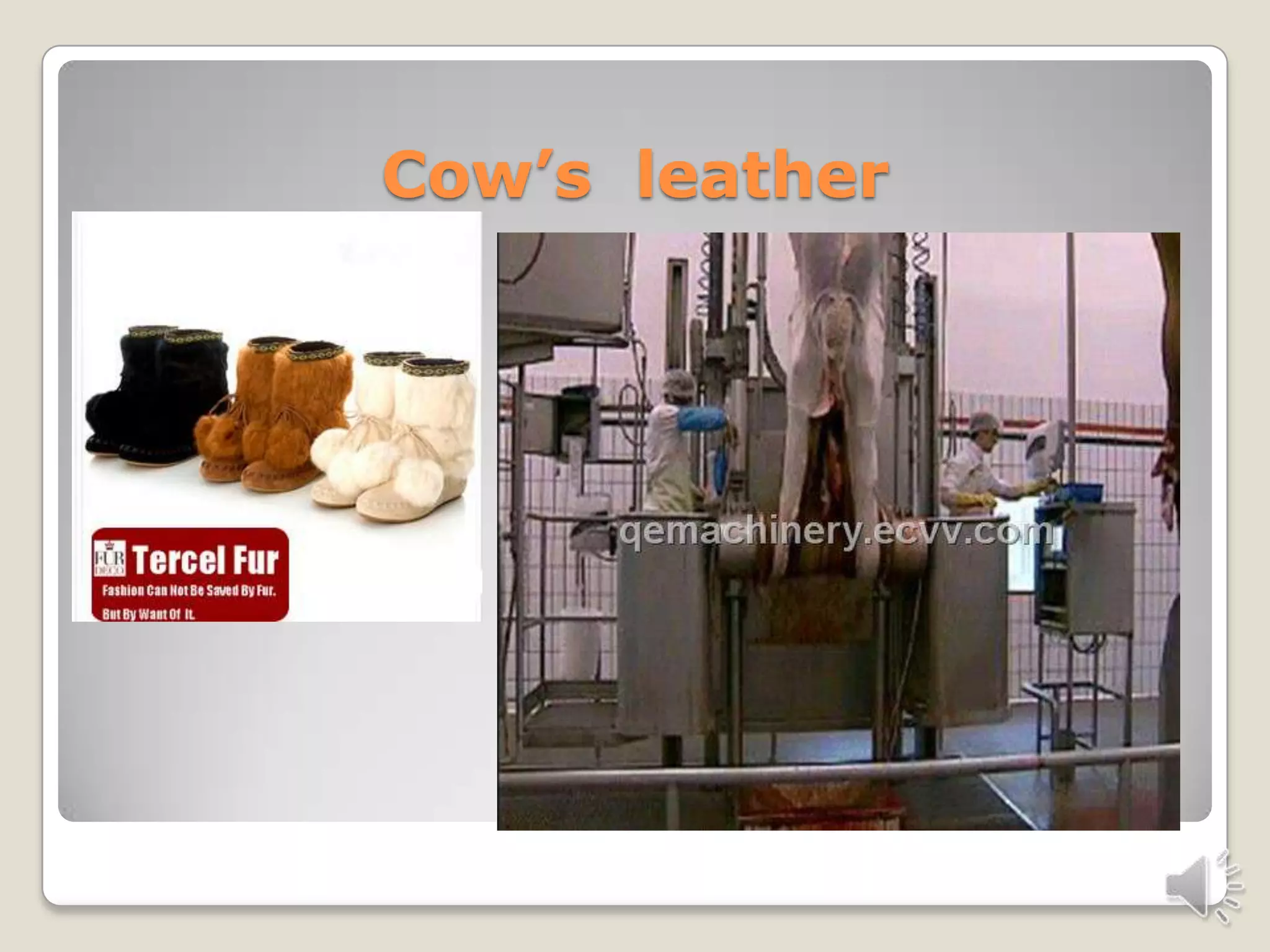 Don’t hurt animals | PPTX