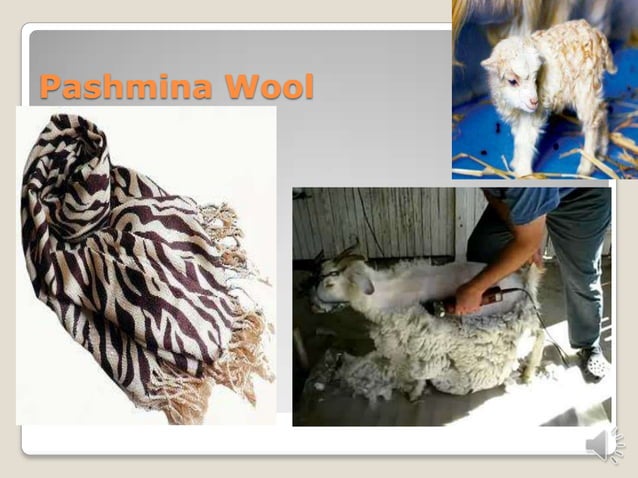 Don’t hurt animals | PPTX