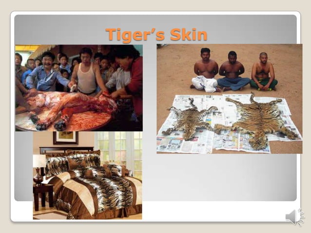 Don’t hurt animals | PPTX