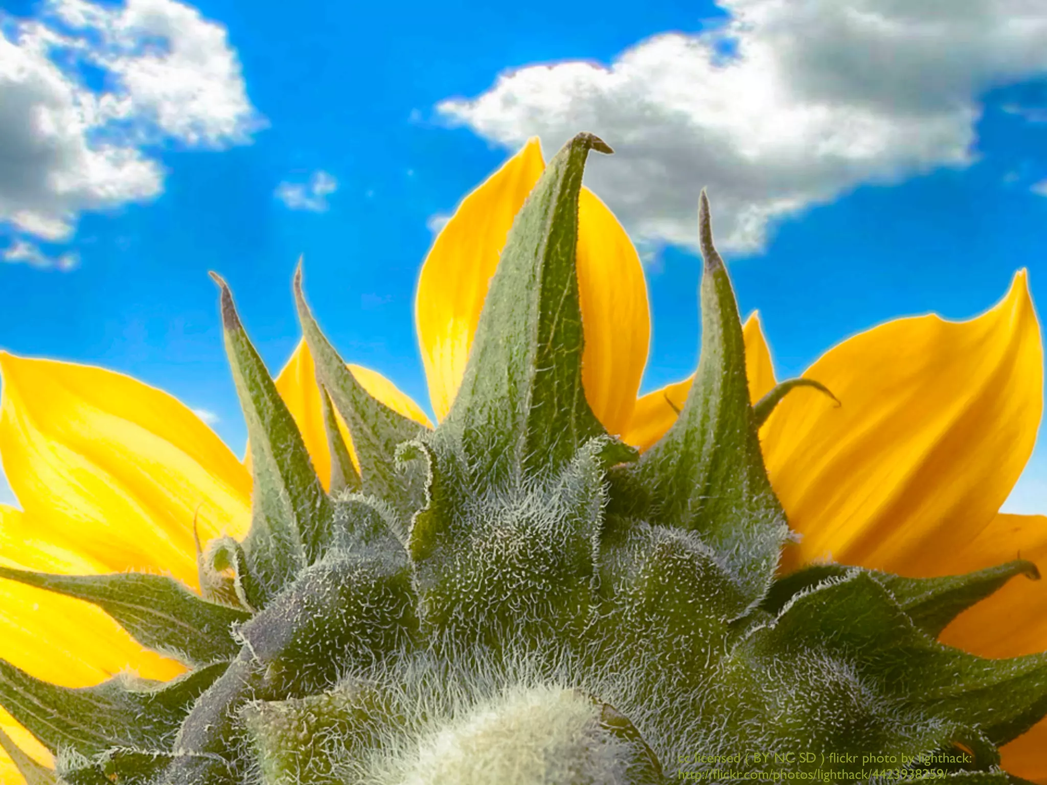 cc licensed ( BY NC SD ) ﬂickr photo by lighthack:
http://ﬂickr.com/photos/lighthack/4423938259/
 