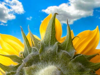 cc licensed ( BY NC SD ) ﬂickr photo by lighthack:
http://ﬂickr.com/photos/lighthack/4423938259/
 