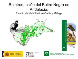Reintroducción del Buitre Negro en
Andalucía:
Estudio de Viabilidad en Cádiz y Málaga
 