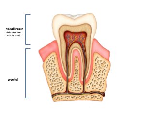 tandkroon
zichtbare deel
van de tand
wortel
 