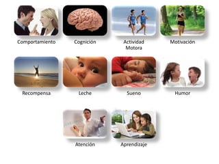 Comportamiento   Cognición    Actividad    Motivación
                               Motora




 Recompensa       Leche        Sueno        Humor




                 Atención    Aprendizaje
 
