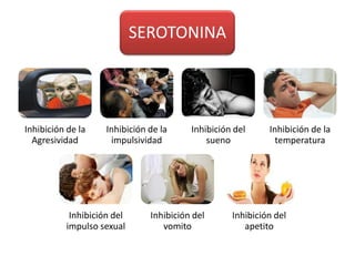 SEROTONINA




Inhibición de la    Inhibición de la     Inhibición del     Inhibición de la
  Agresividad        impulsividad            sueno            temperatura




           Inhibición del      Inhibición del      Inhibición del
          impulso sexual          vomito              apetito
 