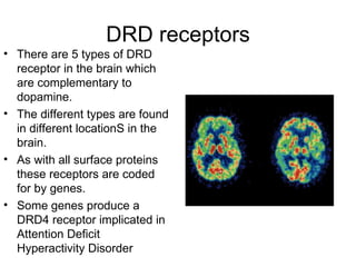 DRD receptors There are 5 types of DRD receptor in the brain which are complementary to dopamine. The different types are found in different locationS in the brain. As with all surface proteins these receptors are coded for by genes. Some genes produce a DRD4 receptor implicated in Attention Deficit Hyperactivity Disorder 