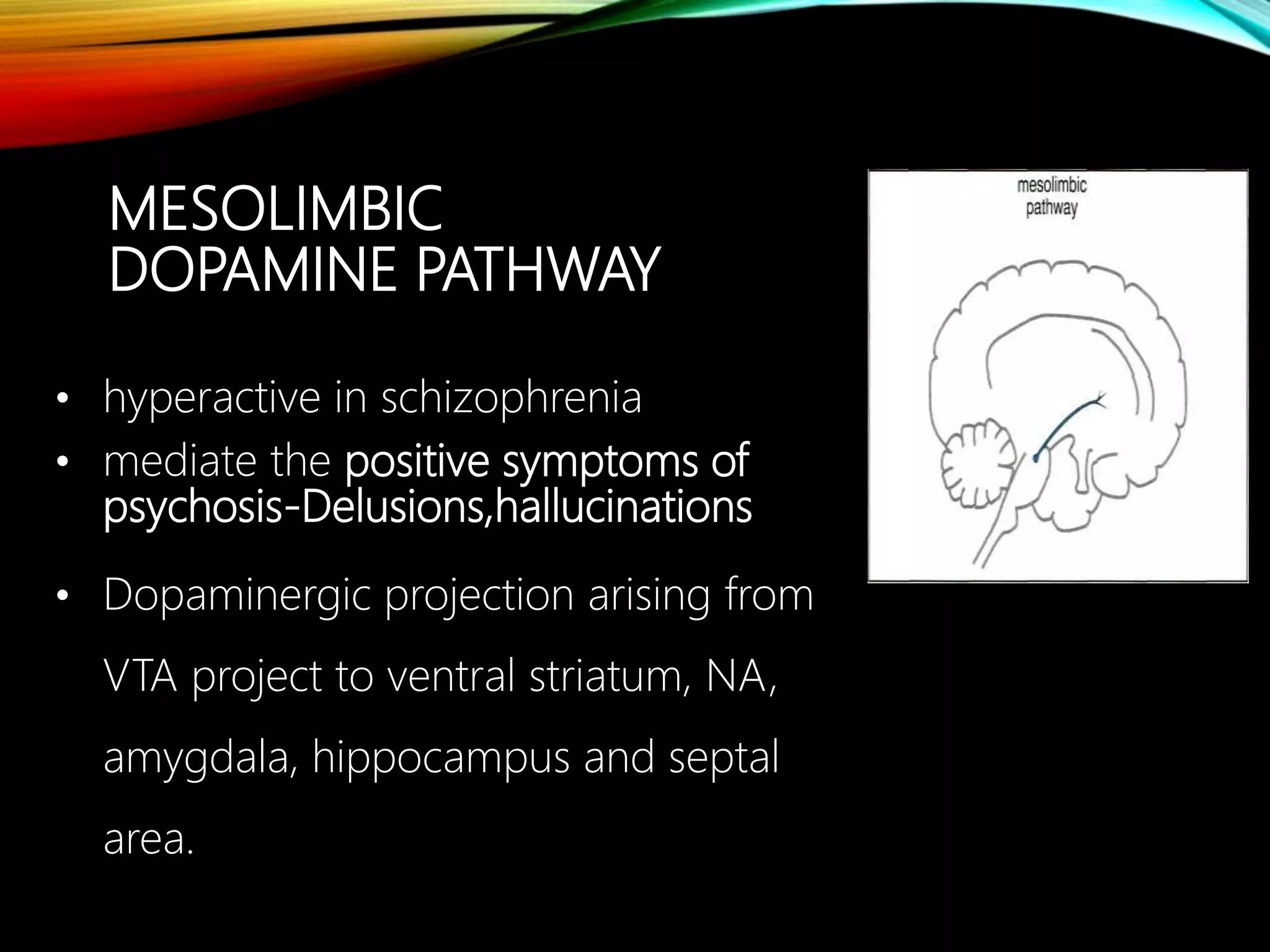MESOLIMBIC
DOPAMINE PATHWAY
• hyperactive in schizophrenia
• mediate the positive symptoms of
psychosis-Delusions,hallucinations
• Dopaminergic projection arising from
VTA project to ventral striatum, NA,
amygdala, hippocampus and septal
area.