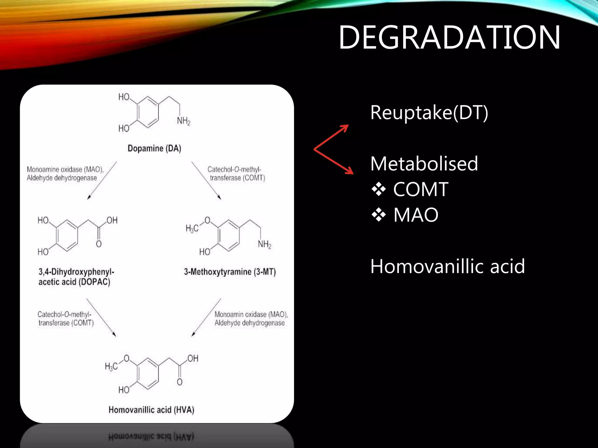 DEGRADATION
Reuptake(DT)
Metabolised
COMT
MAO
Homovanillic acid
