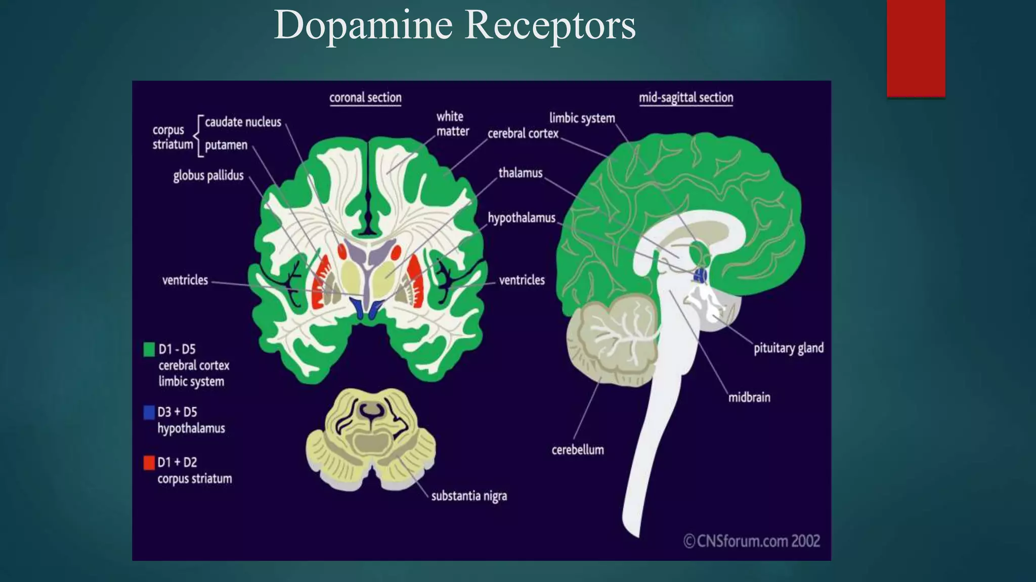 Dopamine Receptors
 