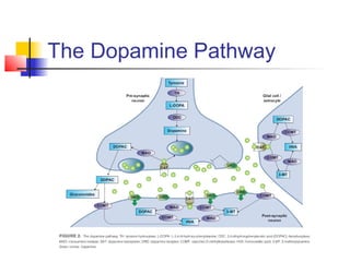 The Dopamine Pathway
 
