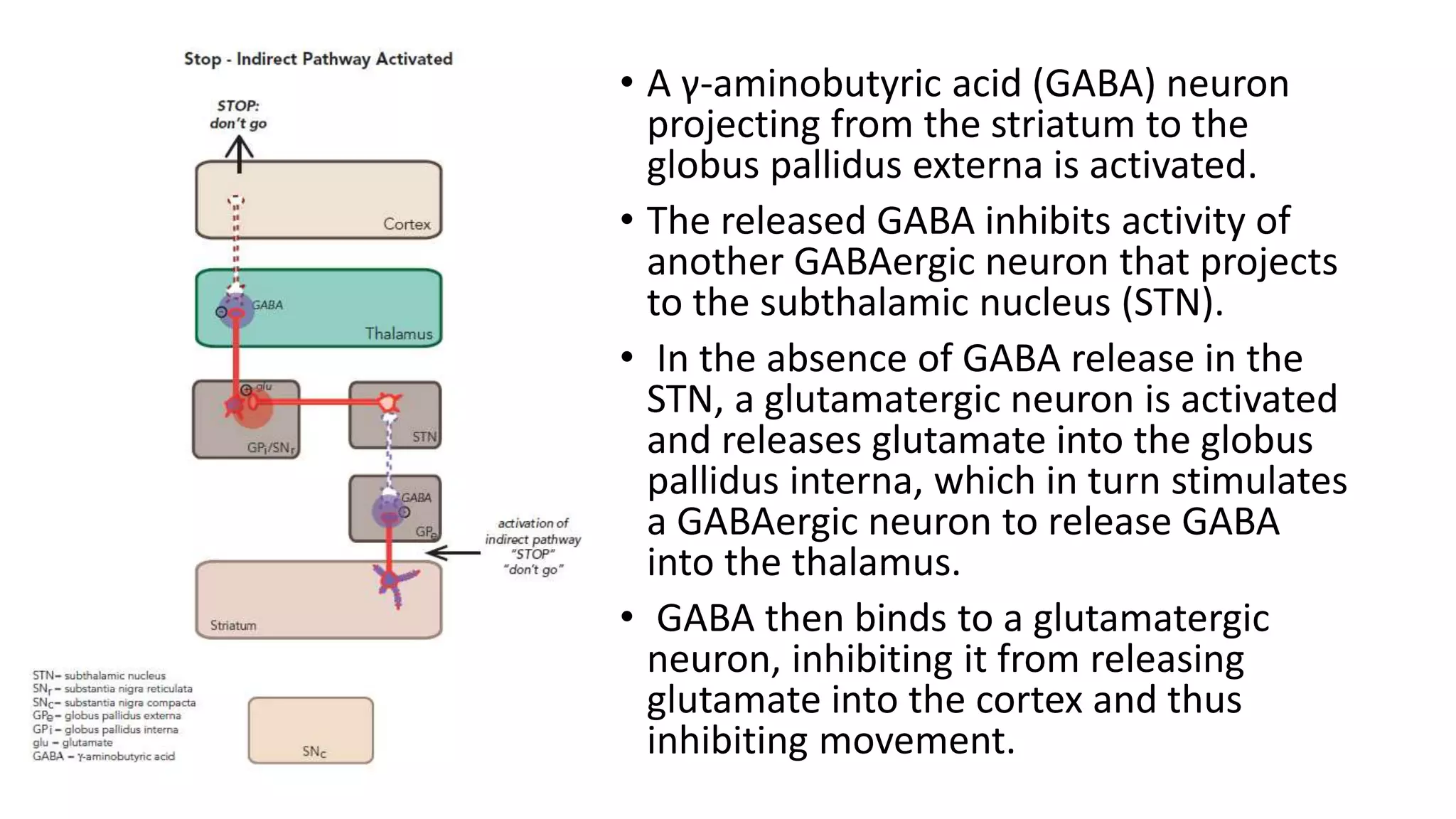 • A γ-aminobutyric acid (GABA) neuron
projecting from the striatum to the
globus pallidus externa is activated.
• The released GABA inhibits activity of
another GABAergic neuron that projects
to the subthalamic nucleus (STN).
• In the absence of GABA release in the
STN, a glutamatergic neuron is activated
and releases glutamate into the globus
pallidus interna, which in turn stimulates
a GABAergic neuron to release GABA
into the thalamus.
• GABA then binds to a glutamatergic
neuron, inhibiting it from releasing
glutamate into the cortex and thus
inhibiting movement.
 