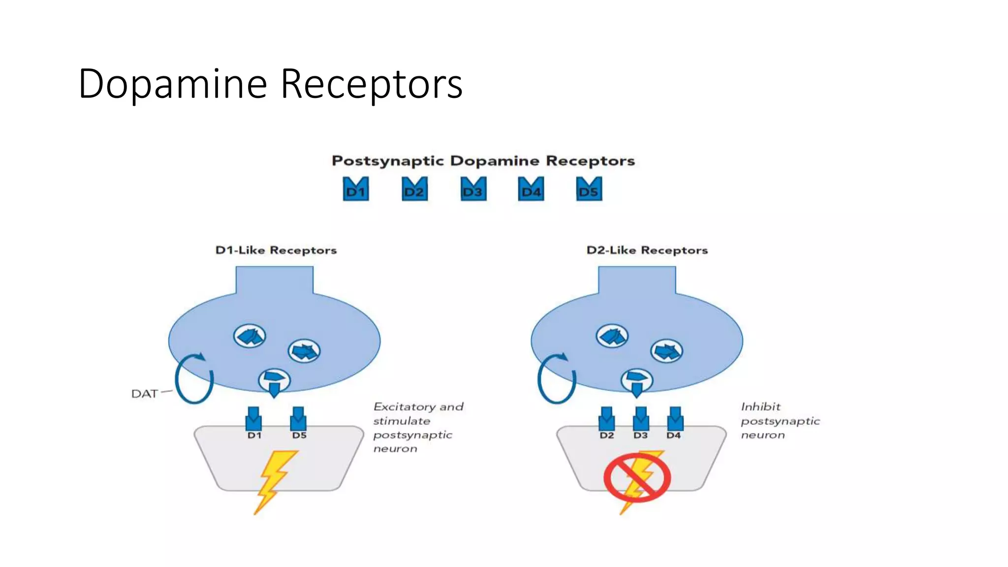 Dopamine Receptors
 