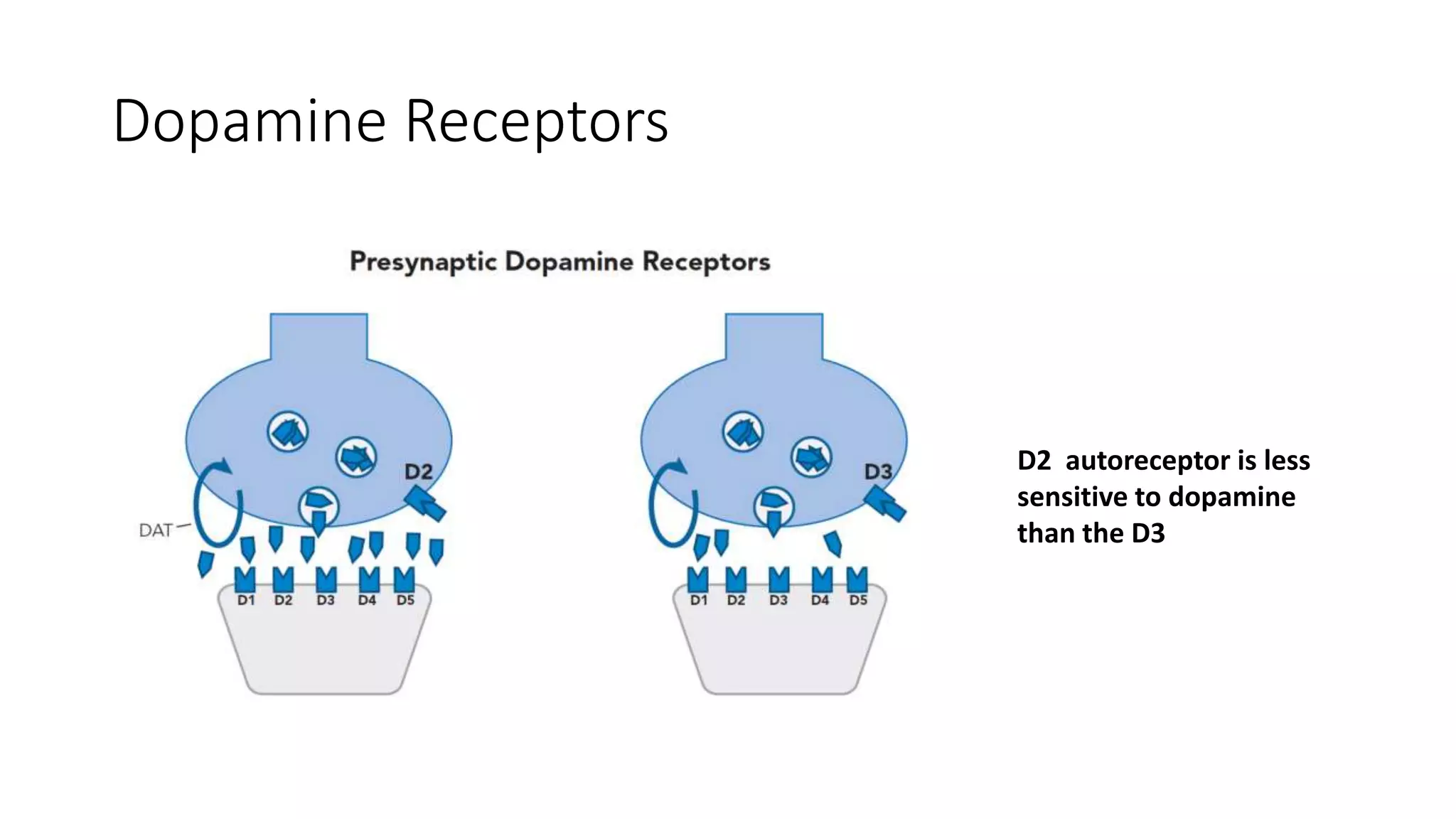 Dopamine Receptors
D2 autoreceptor is less
sensitive to dopamine
than the D3
 