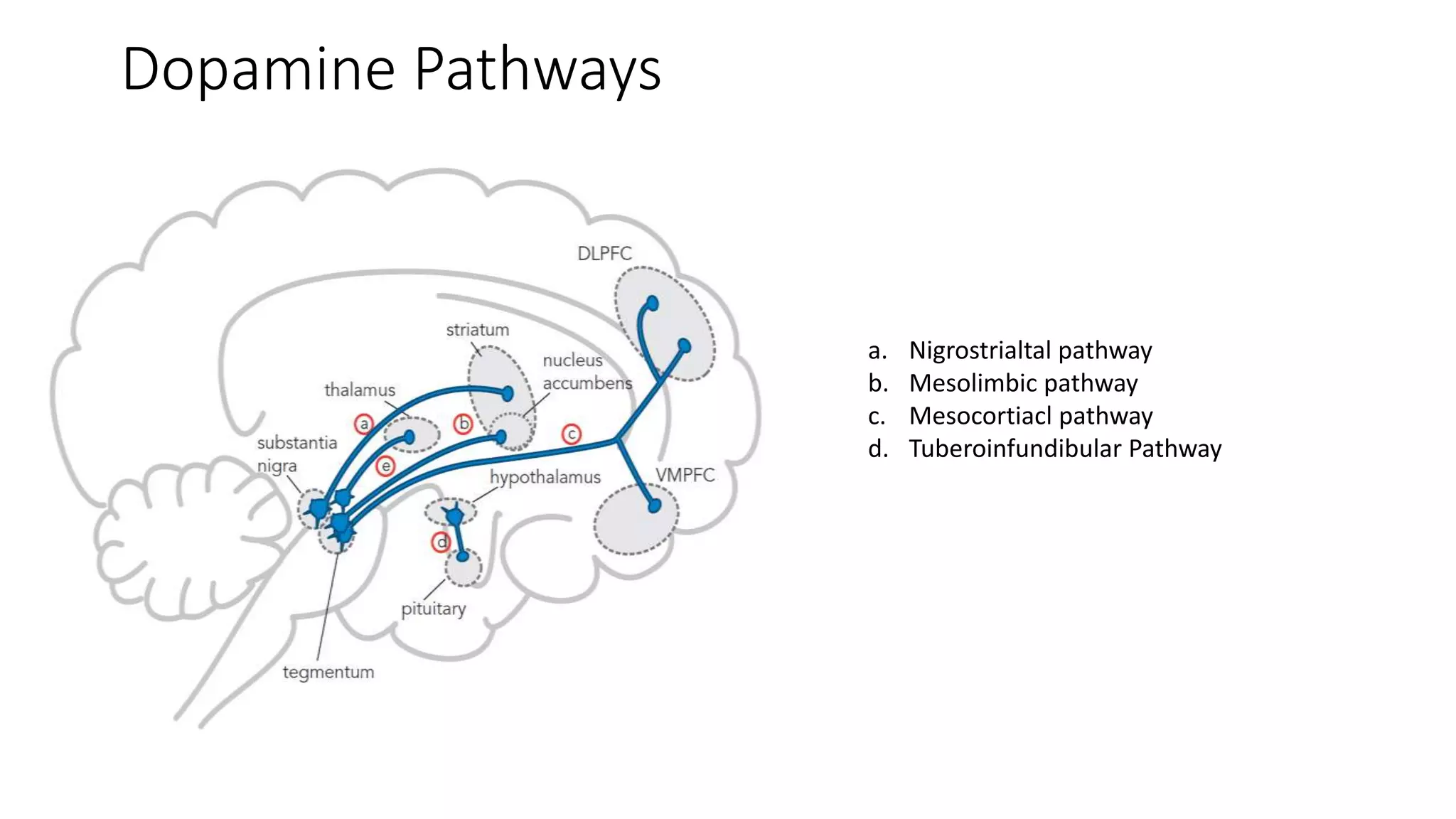 Dopamine Pathways
a. Nigrostrialtal pathway
b. Mesolimbic pathway
c. Mesocortiacl pathway
d. Tuberoinfundibular Pathway
 