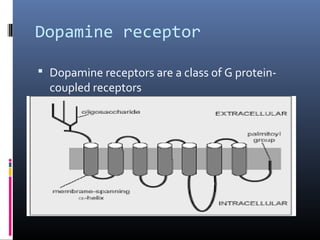 Dopamine receptor
 Dopamine receptors are a class of G protein-
coupled receptors
 