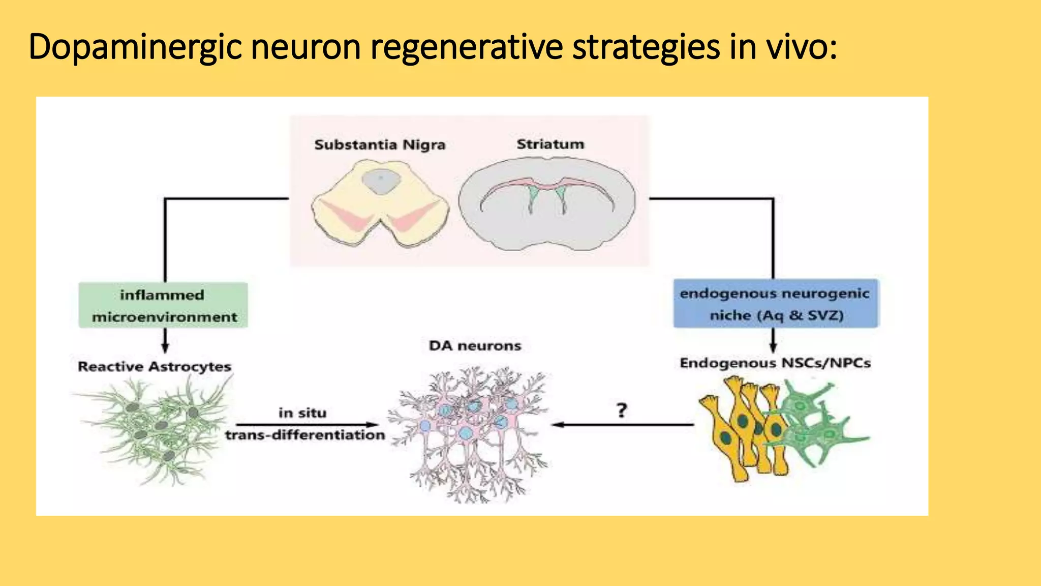 Dopaminergic cell replacement therapy in Parkinson disease by ...