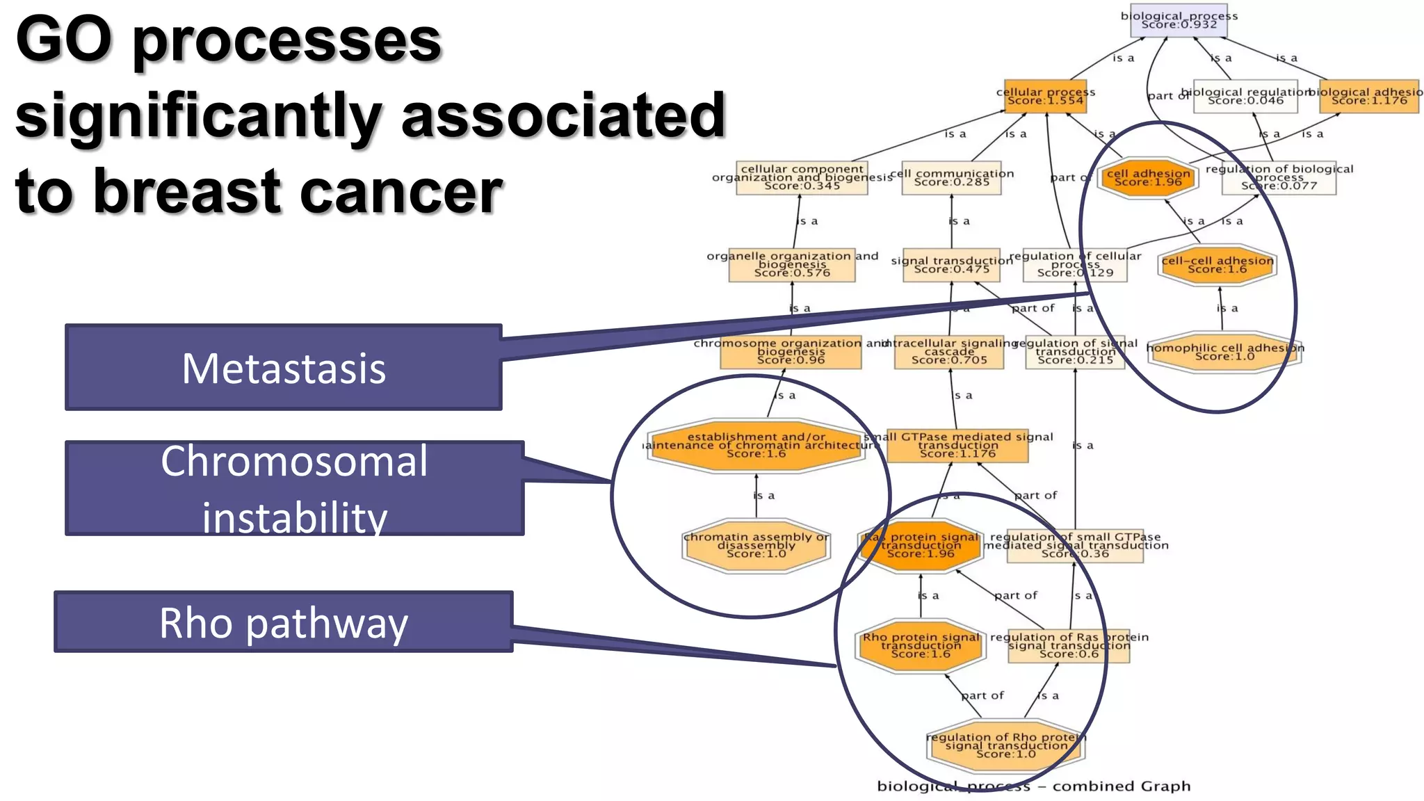GO processes significantly associated to breast cancer 
Rho pathway 
Chromosomal instability 
Metastasis  