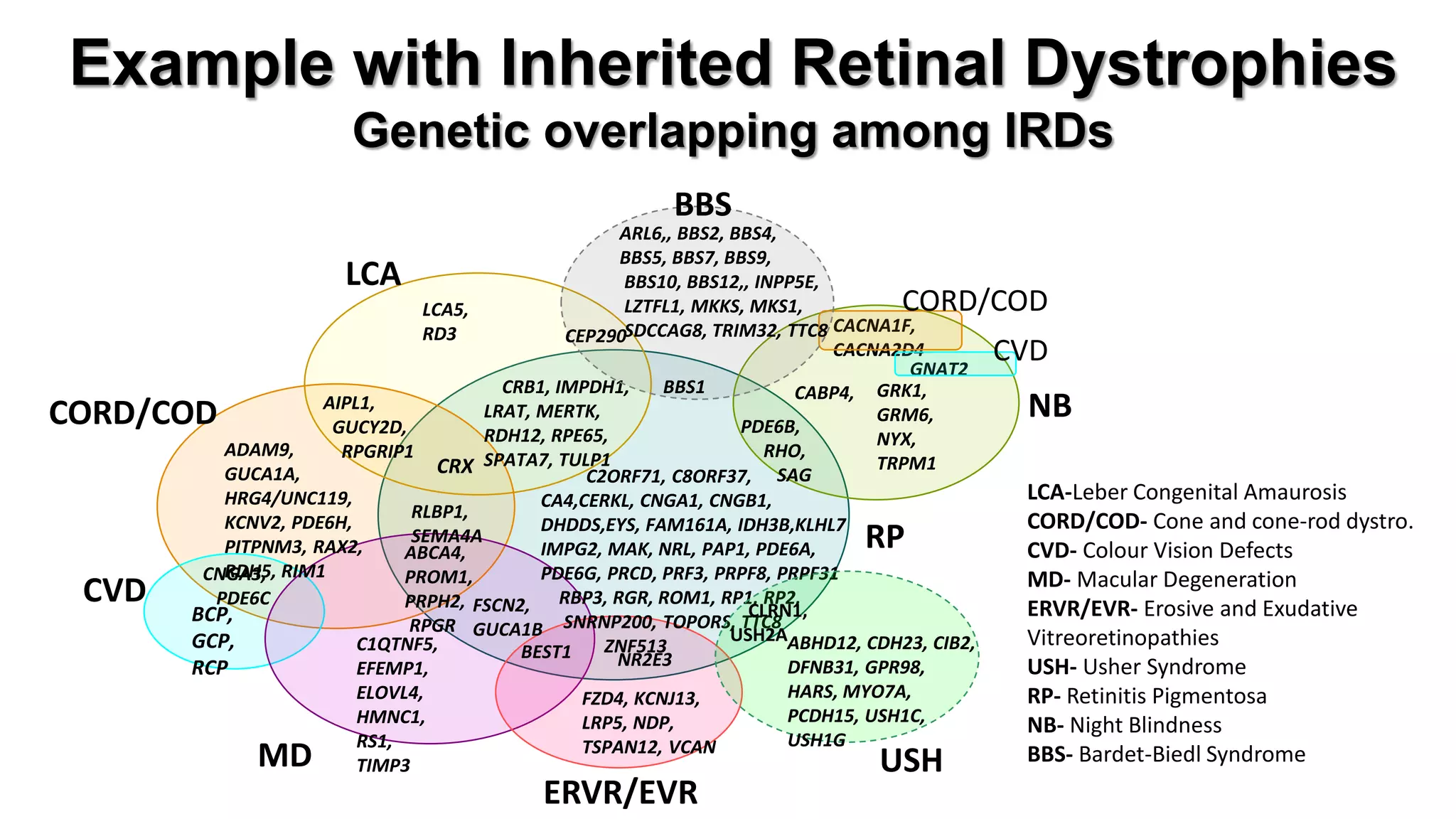 CACNA1F, CACNA2D4 
GNAT2 
RP 
CORD/COD 
CORD/COD 
CVD 
CVD 
MD 
LCA 
ERVR/EVR 
C2ORF71, C8ORF37, CA4,CERKL, CNGA1, CNGB1, DHDDS,EYS, FAM161A, IDH3B,KLHL7 IMPG2, MAK, NRL, PAP1, PDE6A, PDE6G, PRCD, PRF3, PRPF8, PRPF31 RBP3, RGR, ROM1, RP1, RP2, SNRNP200, TOPORS, TTC8 ZNF513 
PDE6B, 
RHO, 
SAG 
GRK1, 
GRM6, 
NYX, 
TRPM1 
CABP4, 
LCA5, RD3 
CRB1, IMPDH1, LRAT, MERTK, RDH12, RPE65, SPATA7, TULP1 
CRX 
AIPL1, 
GUCY2D, 
RPGRIP1 
ADAM9, GUCA1A, HRG4/UNC119, KCNV2, PDE6H, PITPNM3, RAX2, RDH5, RIM1 
CNGA3, 
PDE6C 
BCP, 
GCP, 
RCP 
ABCA4, 
PROM1, 
PRPH2, 
RPGR 
RLBP1, SEMA4A 
C1QTNF5, EFEMP1, ELOVL4, HMNC1, RS1, TIMP3 
FSCN2, 
GUCA1B 
NR2E3 
BEST1 
FZD4, KCNJ13, 
LRP5, NDP, 
TSPAN12, VCAN 
NB 
ABHD12, CDH23, CIB2, DFNB31, GPR98, HARS, MYO7A, PCDH15, USH1C, USH1G 
CLRN1, USH2A 
USH 
CEP290 
BBS1 
BBS 
ARL6,, BBS2, BBS4, 
BBS5, BBS7, BBS9, 
BBS10, BBS12,, INPP5E, 
LZTFL1, MKKS, MKS1, 
SDCCAG8, TRIM32, TTC8 
Example with Inherited Retinal Dystrophies Genetic overlapping among IRDs 
LCA-Leber Congenital Amaurosis 
CORD/COD- Cone and cone-rod dystro. 
CVD- Colour Vision Defects 
MD- Macular Degeneration 
ERVR/EVR- Erosive and Exudative 
Vitreoretinopathies 
USH- Usher Syndrome 
RP- Retinitis Pigmentosa 
NB- Night Blindness 
BBS- Bardet-Biedl Syndrome  