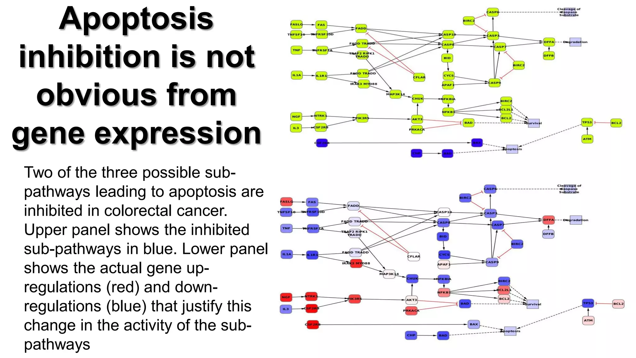 Apoptosis inhibition is not obvious from gene expression 
Two of the three possible sub- pathways leading to apoptosis are inhibited in colorectal cancer. Upper panel shows the inhibited sub-pathways in blue. Lower panel shows the actual gene up- regulations (red) and down- regulations (blue) that justify this change in the activity of the sub- pathways  