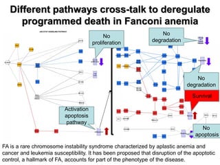 Different pathways cross-talk to deregulate programmed death in Fanconi anemia 
FA is a rare chromosome instability syndrome characterized by aplastic anemia and cancer and leukemia susceptibility. It has been proposed that disruption of the apoptotic control, a hallmark of FA, accounts for part of the phenotype of the disease. 
No proliferation 
No degradation 
Survival 
No degradation 
No apoptosis 
Activation apoptosis pathway  