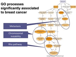 GO processes significantly associated to breast cancer 
Rho pathway 
Chromosomal instability 
Metastasis  