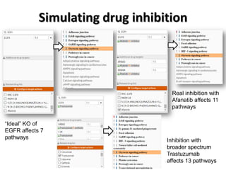 Simulating drug inhibition
“Ideal” KO of
EGFR affects 7
pathways
Real inhibition with
Afanatib affects 11
pathways
Inhibition with
broader spectrum
Trastuzumab
affects 13 pathways
 