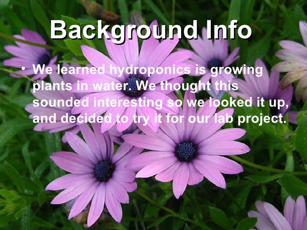 Do plants grow better in water or soil