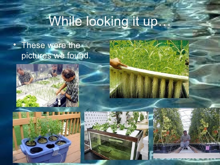 Do plants grow better in water or soil