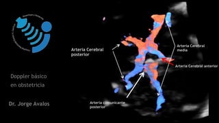 Dr. Jorge Avalos
Doppler básico
Arteria Cerebral
posterior
Arteria comunicante
posterior
Arteria Cerebral
media
Arteria Cerebral anterior
en obstetricia
 