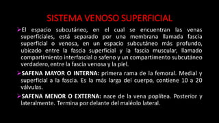 SISTEMA	
  VENOSO	
  SUPERFICIAL
ØEl espacio	
   subcutáneo, en el cual se encuentran las venas
superficiales,	
   está separado por una membrana llamada fascia
superficial o venosa, en un espacio subcutáneo	
   más profundo,
ubicado entre la fascia superficial y la fascia muscular, llamado
compartimiento interfascial o safeno y un compartimento subcutáneo
verdadero,entre la fascia venosa y la piel.
ØSAFENA MAYOR O INTERNA: primera rama de la femoral. Medial y
superficial a la fascia. Es la más larga del cuerpo, contiene 10 a 20
válvulas.
ØSAFENA MENOR O EXTERNA: nace de la vena poplítea. Posterior y
lateralmente. Termina por delante del maléolo lateral.
 