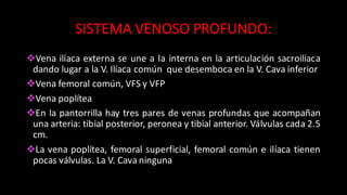 SISTEMA	
  VENOSO	
  PROFUNDO:
vVena ilíaca externa se une a la interna en la articulación sacroilíaca
dando lugar a la V. Ilíaca común que desemboca en la V. Cava inferior
vVena femoral común, VFS y VFP
vVena poplítea
vEn la pantorrilla hay tres pares de venas profundas que acompañan
una arteria: tibial posterior, peronea y tibial anterior. Válvulas cada 2.5
cm.
vLa vena poplítea, femoral superficial, femoral común e ilíaca tienen
pocas válvulas. La V. Cava ninguna
 